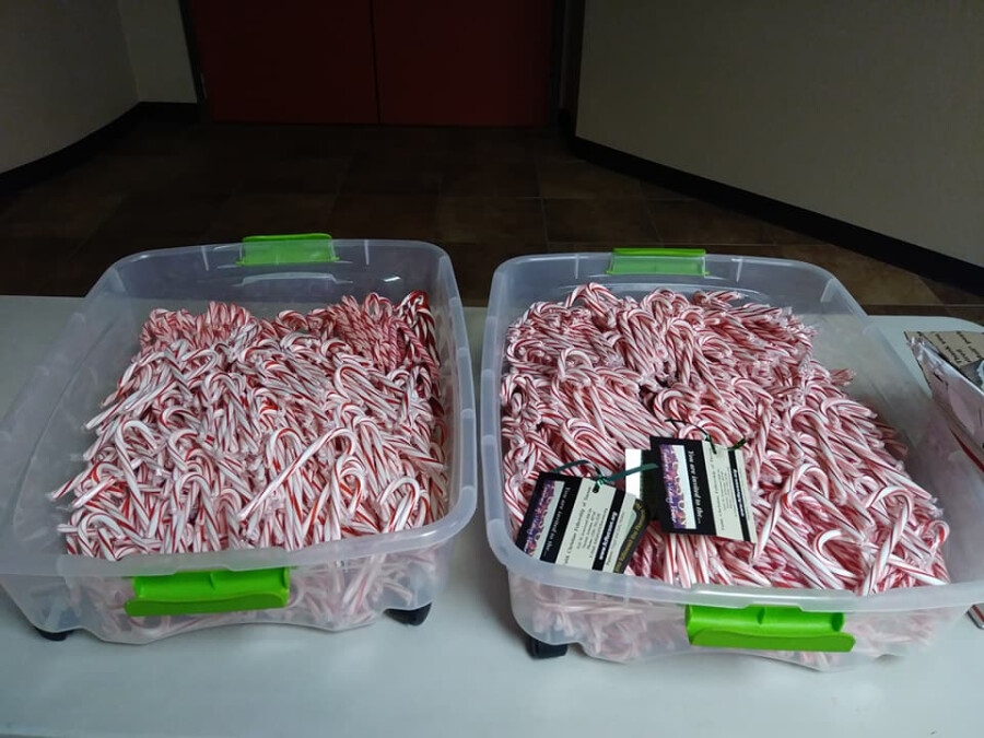 1300 Candy Canes